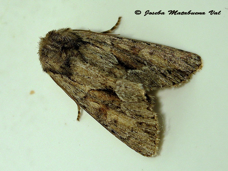 Apamea arabs - Noctuidae